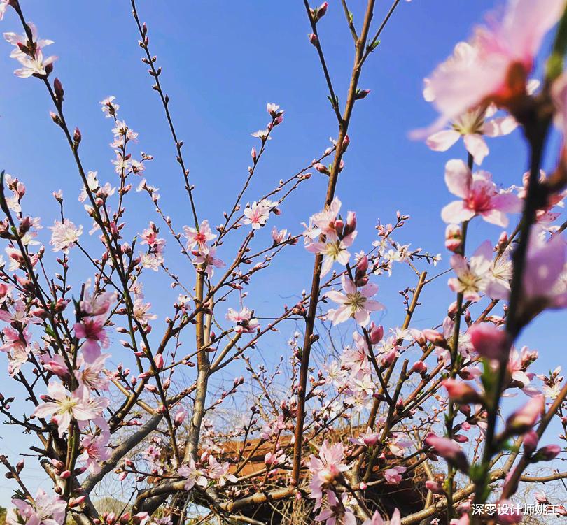 张馨予|3位女明星庭院大PK,小孩子才做选择我都爱,是我理想中生活没错了