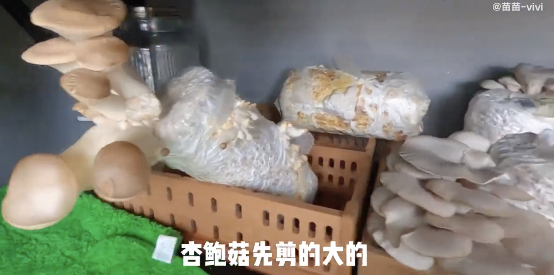 苗苗|苗苗罕晒女儿清秀侧颜，隔离期间种蔬菜，用童子尿当肥料好接地气