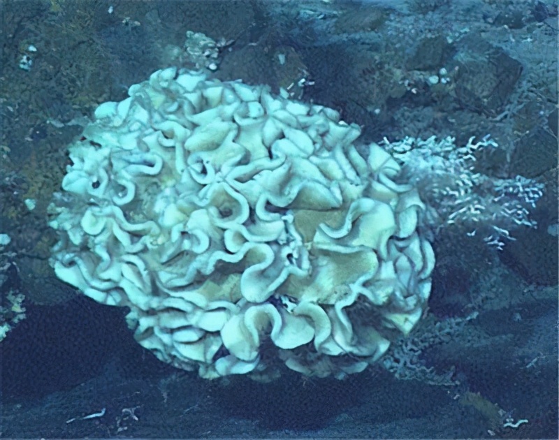 世界上最大的细胞是什么?处在深海的这种生物,有的比篮球还要大