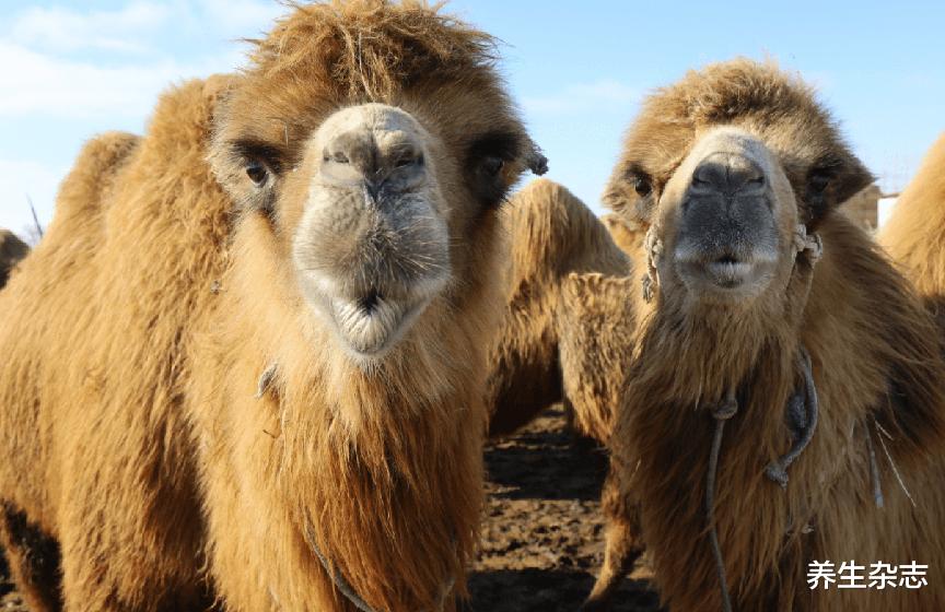 中老年人|中老年人请注意：几种“偷钙”食物要少吃，当心骨头变“脆”，加重疏松