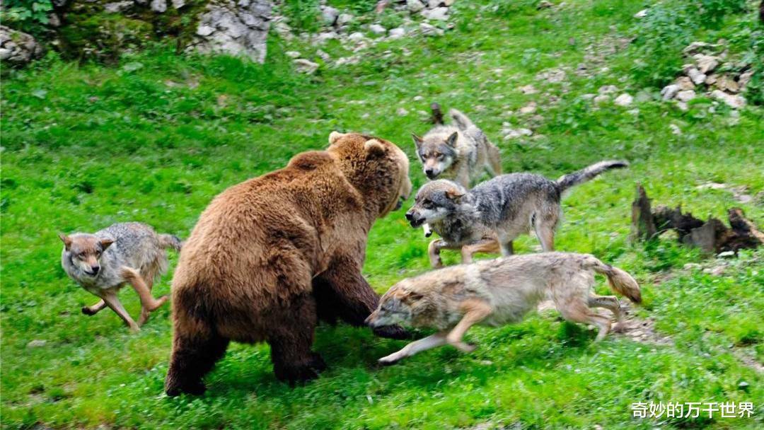 300公斤棕熊能挡住9只灰狼进攻吗？实战证明，小型狼群都白搭