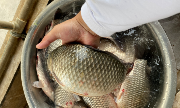 饵料|钓鱼挡口咋办？从原因到结果，一点点分析给你看！