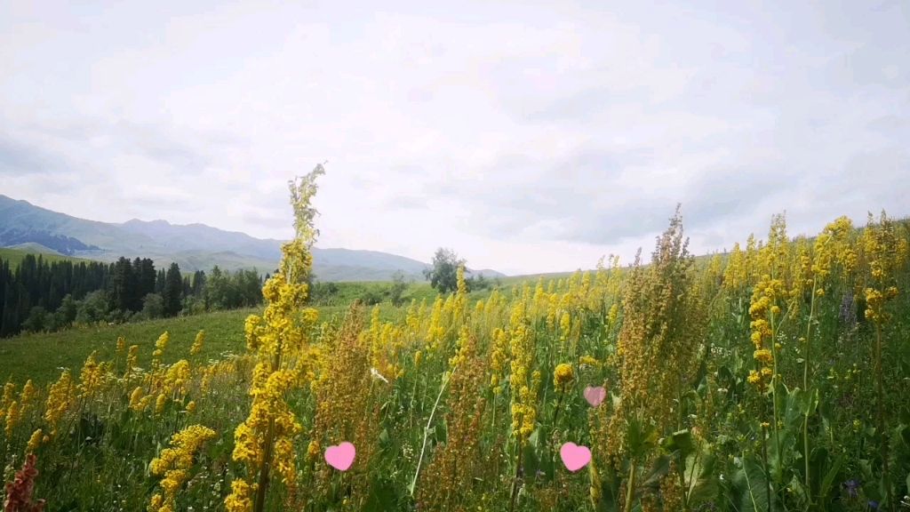 鄂尔多斯|由于鄂尔多斯市政府不重视这个，其实它真的没啥好玩的，看着就一个牧场，离着蒙古包又不近