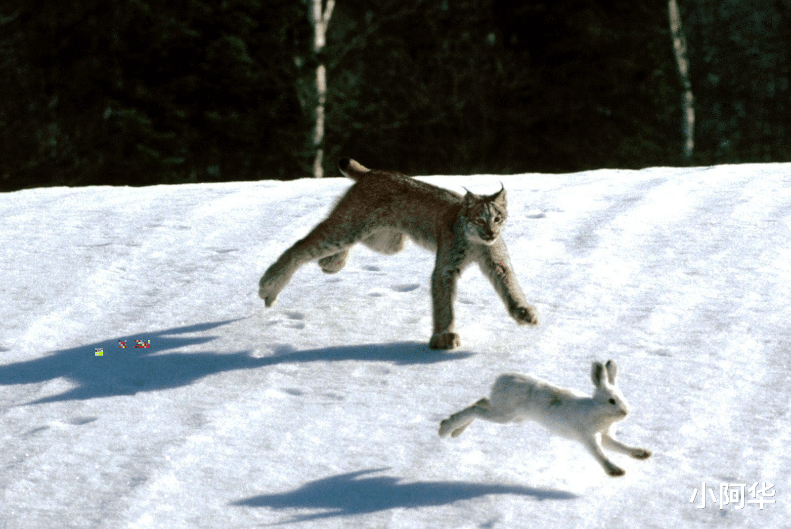 短尾猫与猞猁斗?
