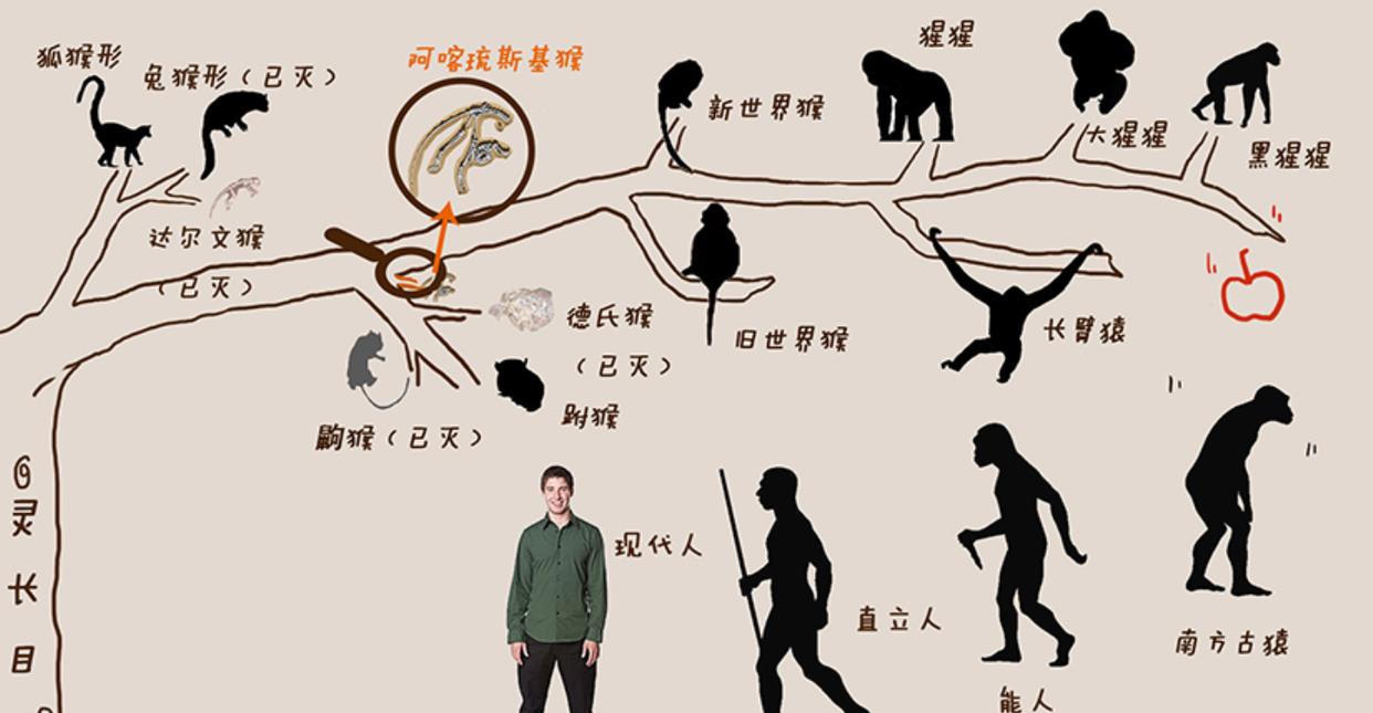 为什么有的动物不能当宠物,黑猩猩吃人事件,特拉维斯事件