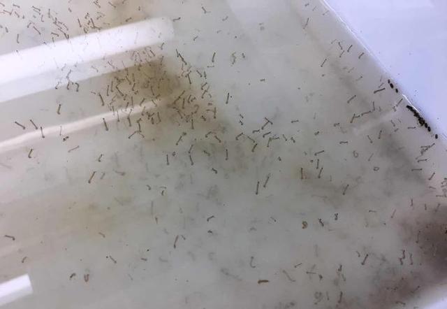 如果蚊子在地球上消失了,对人类有什么影响?