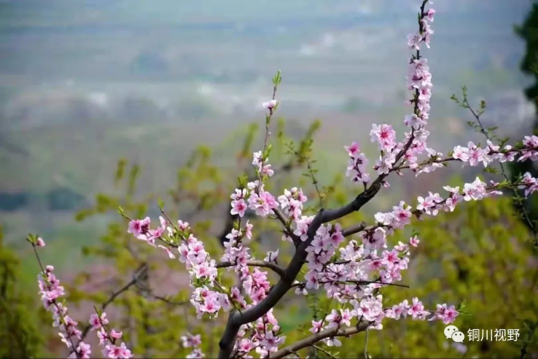 |春暖花开，我们用手机记录大自然