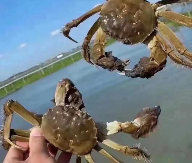 阳澄湖|全国大闸蟹排行榜,经过评比,这5个地方名气较大,有你家乡吗?