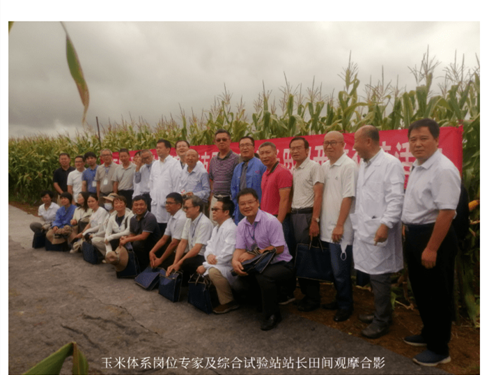 专家再引热议:下田考察怕沾泥,玉米地里铺地毯!农民称开眼界了