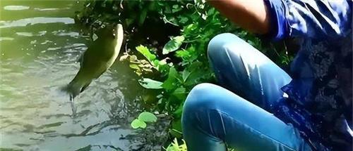 “他偷鱼,淹死了凭啥要我赔50万?”家属起诉鱼塘主,法院判了