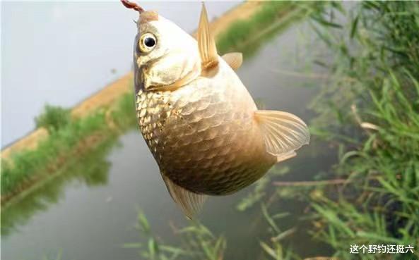 饵料|蚯蚓钓鲫鱼连杆技巧!做窝诱鱼是前提,鱼情的把握及使用是核心!
