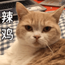 沈梓捷|沈梓捷遭受巨大争议！赛场不管队友感受，问候其父母措辞不当