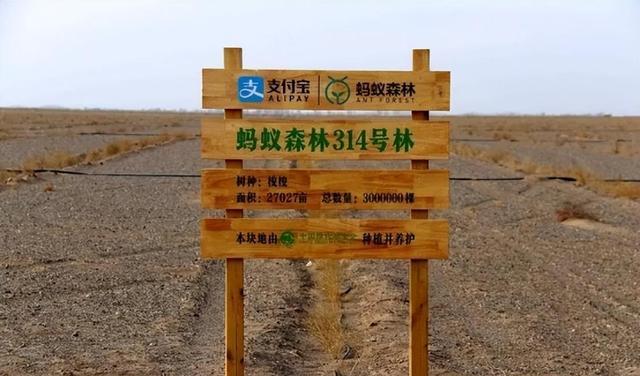 马云|蚂蚁森林：马云承诺在沙漠里种树，如今六年已经过去，树怎样了？