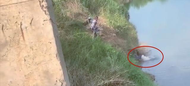 大爷|人鱼大战!大爷垂钓中大鱼,反被拉进了水里,网友:独乐不如众乐