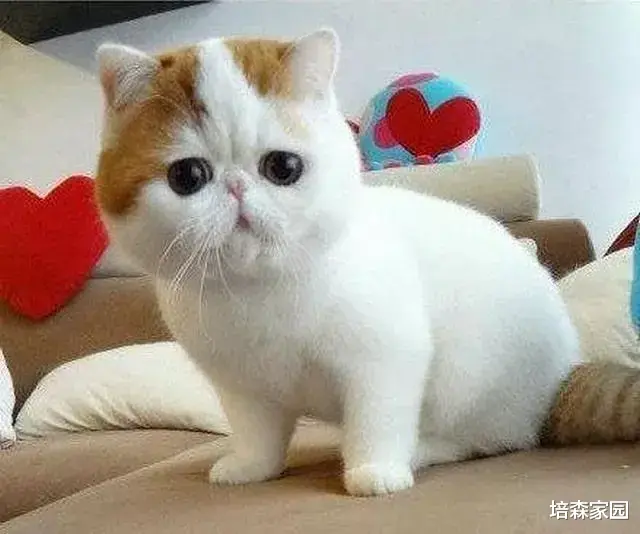 猫咪胖嘟嘟的虽然可爱，过度肥胖可会影响健康哦~