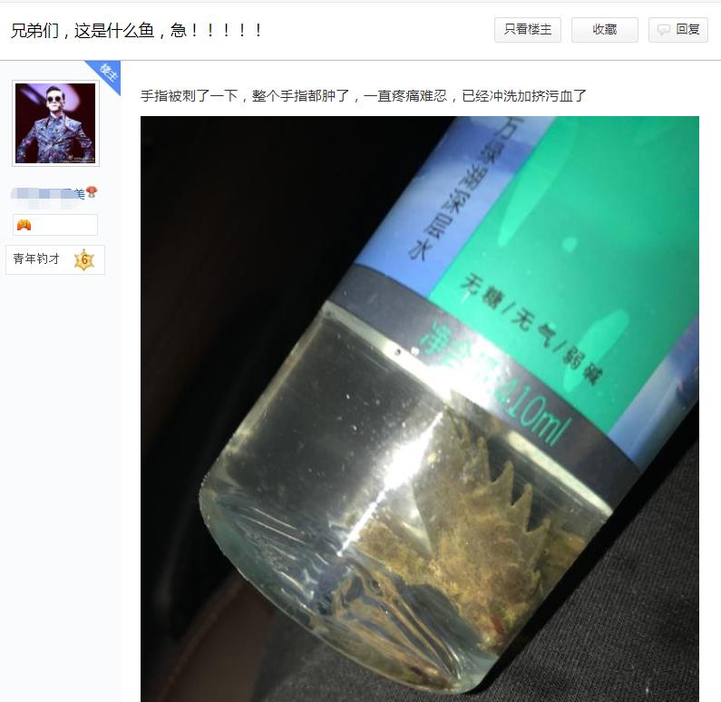 |全村吃饭鱼？号称第二毒，有位钓友被刺了一下刚去世！
