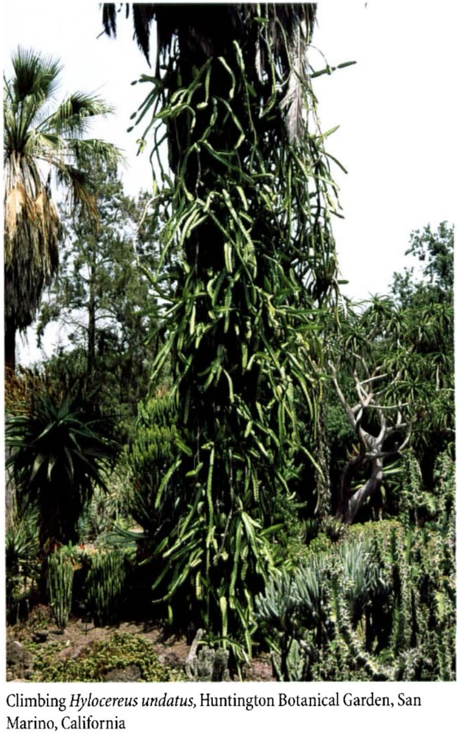 仙人掌科 第5季 仙人掌科生长形态（4）