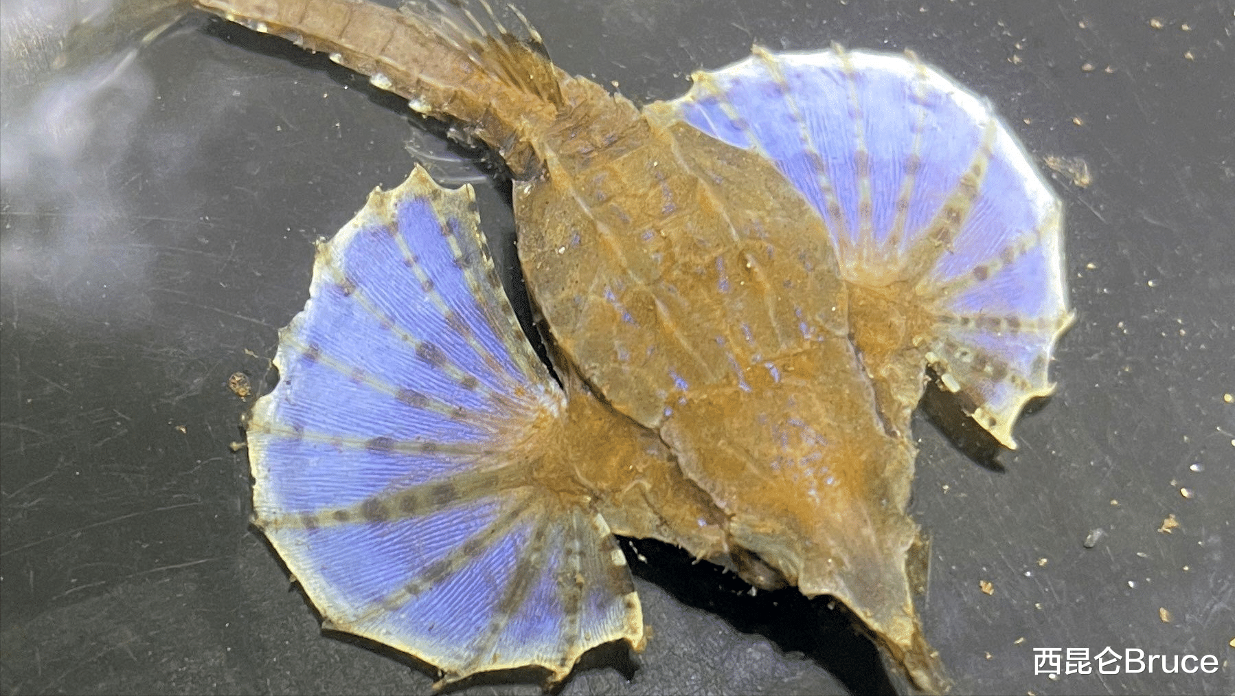 东海和南海又有新发现!鱼类新物种海蛾鱼,头体带盔甲,有何神奇