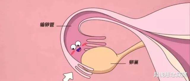 我们为什么特殊?许多动物的排泄跟交配都在一个器官,人类却不是