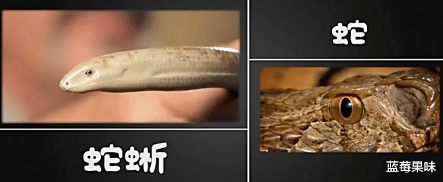会“分身”的玻璃蛇,遇到危险自断身体,把“脆弱”当成“武器”