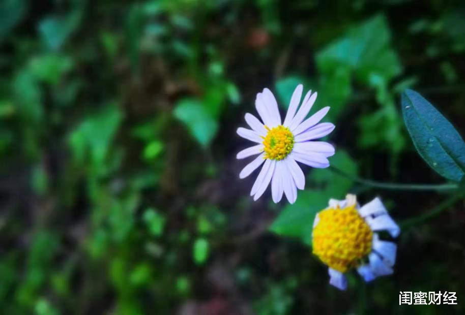 字节跳动|字节跳动成立抖音集团！加速冲击上市？时间点尴尬