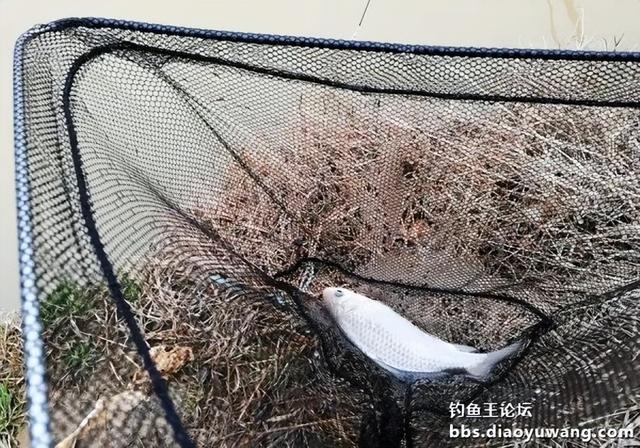 夜钓|正月十五钓鱼忙