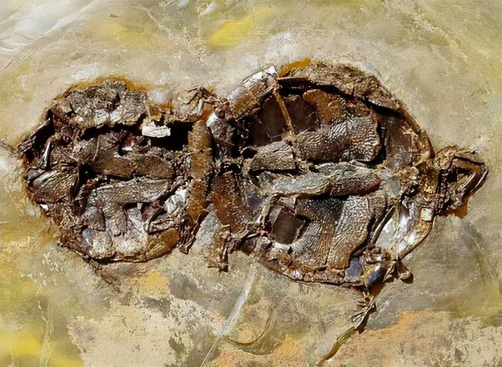 两只小虫交配时变成琥珀,4100万年后还被围观?实在