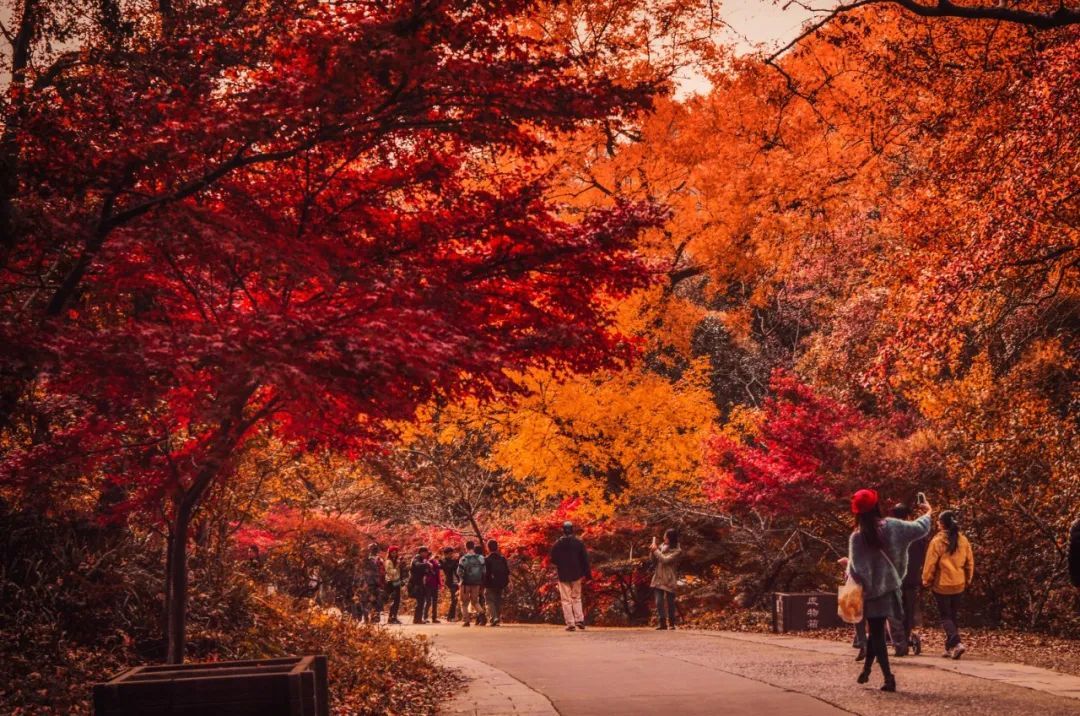 腾冲|再不“枫”狂就下架了！你和这个秋天还差一片红色的距离