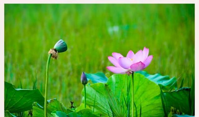 荷花|荷花才露尖尖角