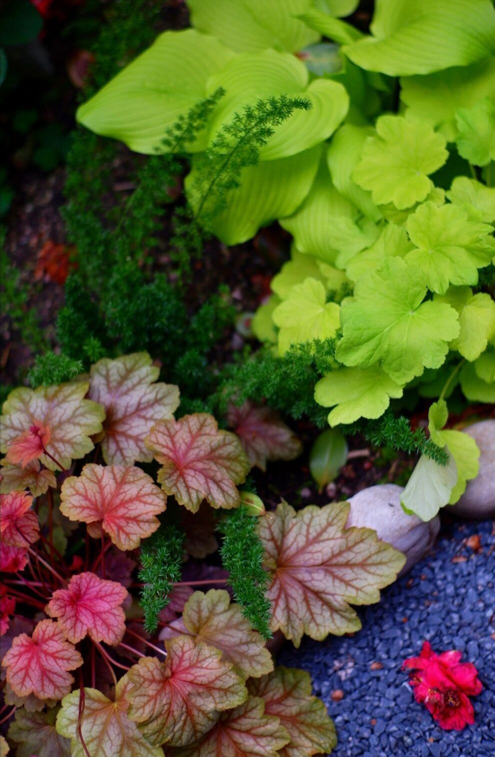 武汉|不顾反对,买了一楼带院子,当看到我的小花园后,他们只剩羡慕了