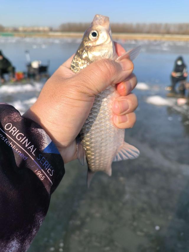 从新年伊始就嗨起来！冰钓连杆上鱼