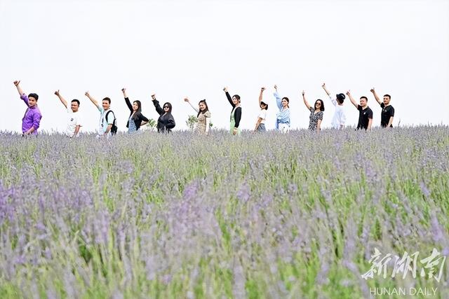 红河蝴蝶谷|浪漫来袭！长沙月亮岛300亩薰衣草飘香
