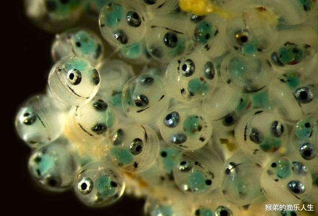 挖掘机|釜底抽薪？河道清理水草，大量鱼卵被无情抹杀，钓鱼人看了都心疼