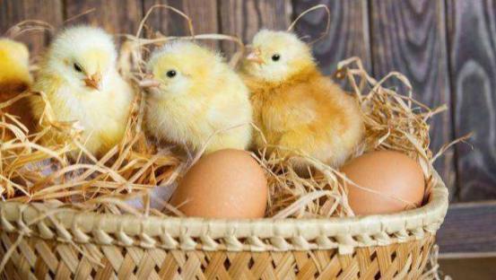 “先有鸡，还是先有蛋”？这道千古谜题如今终于有了答案