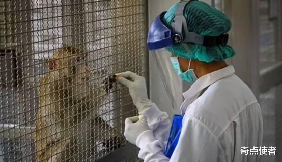 身价暴涨20倍!实验猴16万一只仍“一猴难求”,我国只剩3万只