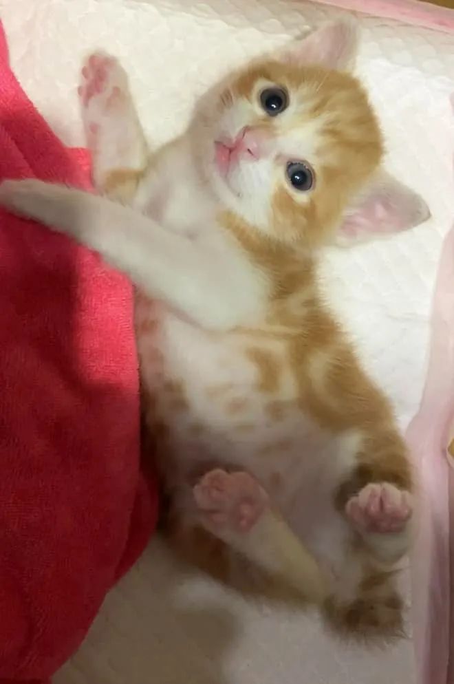 网友树下乘凉，脐带未掉的小奶猫掉下，正中她手心：天大的福气！