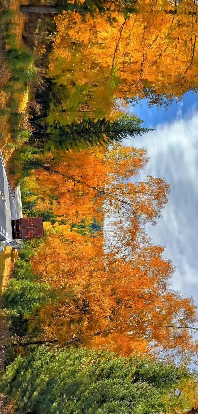 喀纳斯|遗憾!喀纳斯深秋已至却无人问津,这一定是近10年来人最少的一次