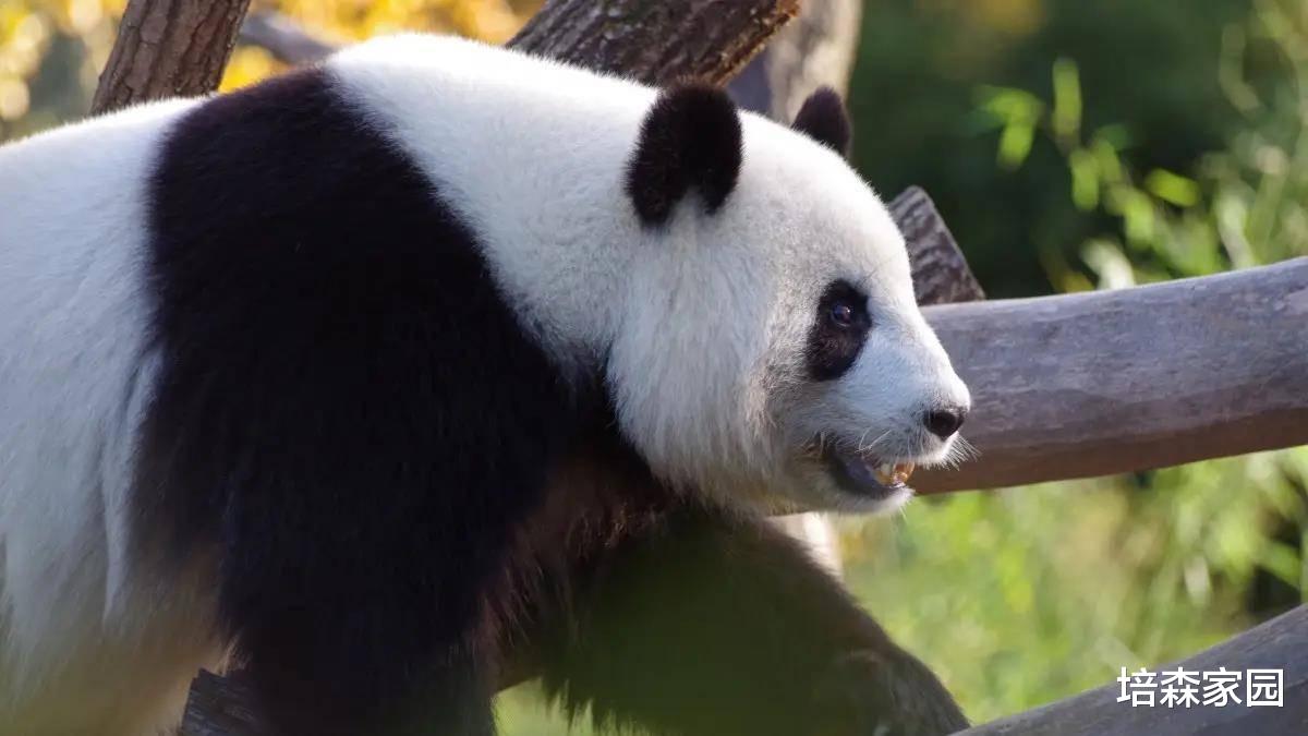看起来呆萌,实际很凶猛的动物有哪些?