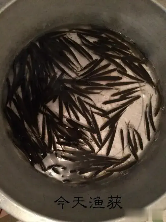 |对付小鱼闹窝杀手锏，绝对好用