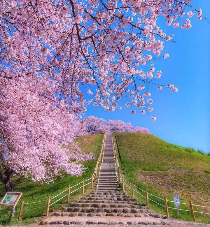 埼玉县|日本社交网络上点赞最多的美景前10，竟然是这些地方