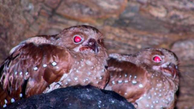 因为太胖，抓起来炼油差点灭绝，因为特殊技能，又意外被拯救