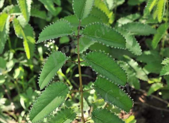 痔疮|分享一味抗癌中药——地榆,凉血止血、清热解毒,治疗痔疮也常用