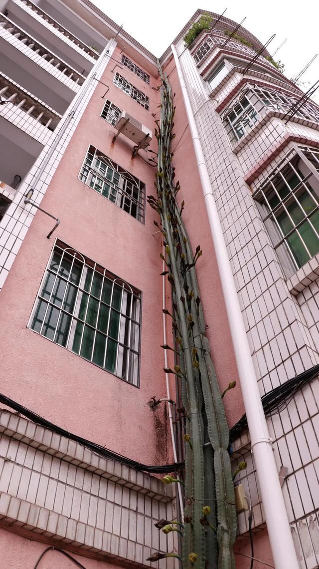 19年前,男子在小区楼下种下量天尺小苗:如今爬到6层楼高