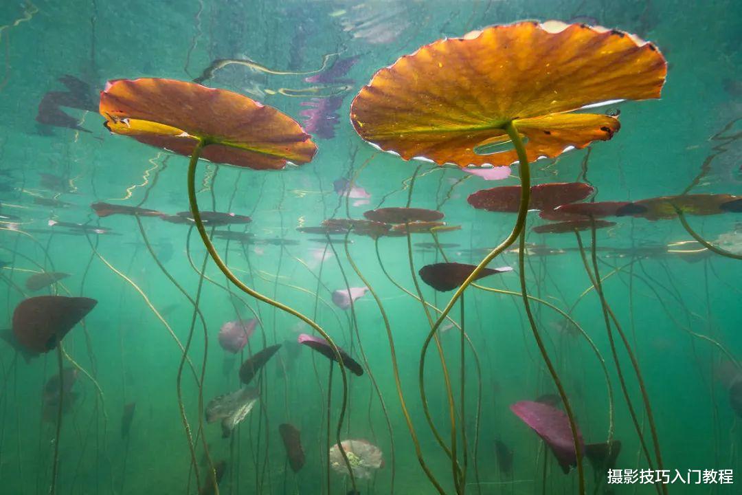拍荷花,你有想过在水里拍吗?摄影师带你领略不一样的水下莲花