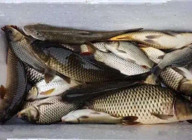 |对付小鱼闹窝杀手锏，绝对好用