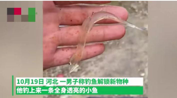 河北|河北一男子钓鱼时,钓上来一条从未见过的小鱼,小鱼全身透明,非常可爱
