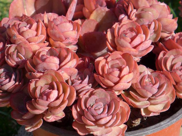 多肉阳台党必备的2件神器,种多肉再也不用手忙脚乱,实用性真高