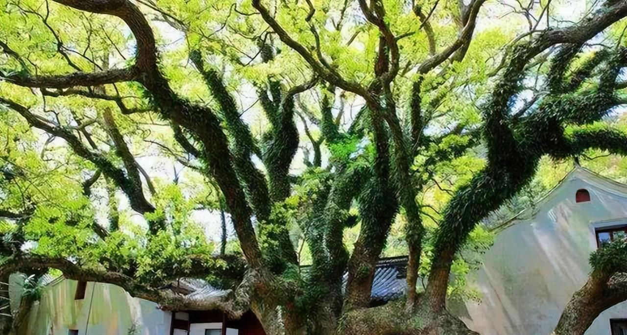 “地球独子”普陀鹅耳枥，野生植株全球仅一棵，曾上天宫一号育种