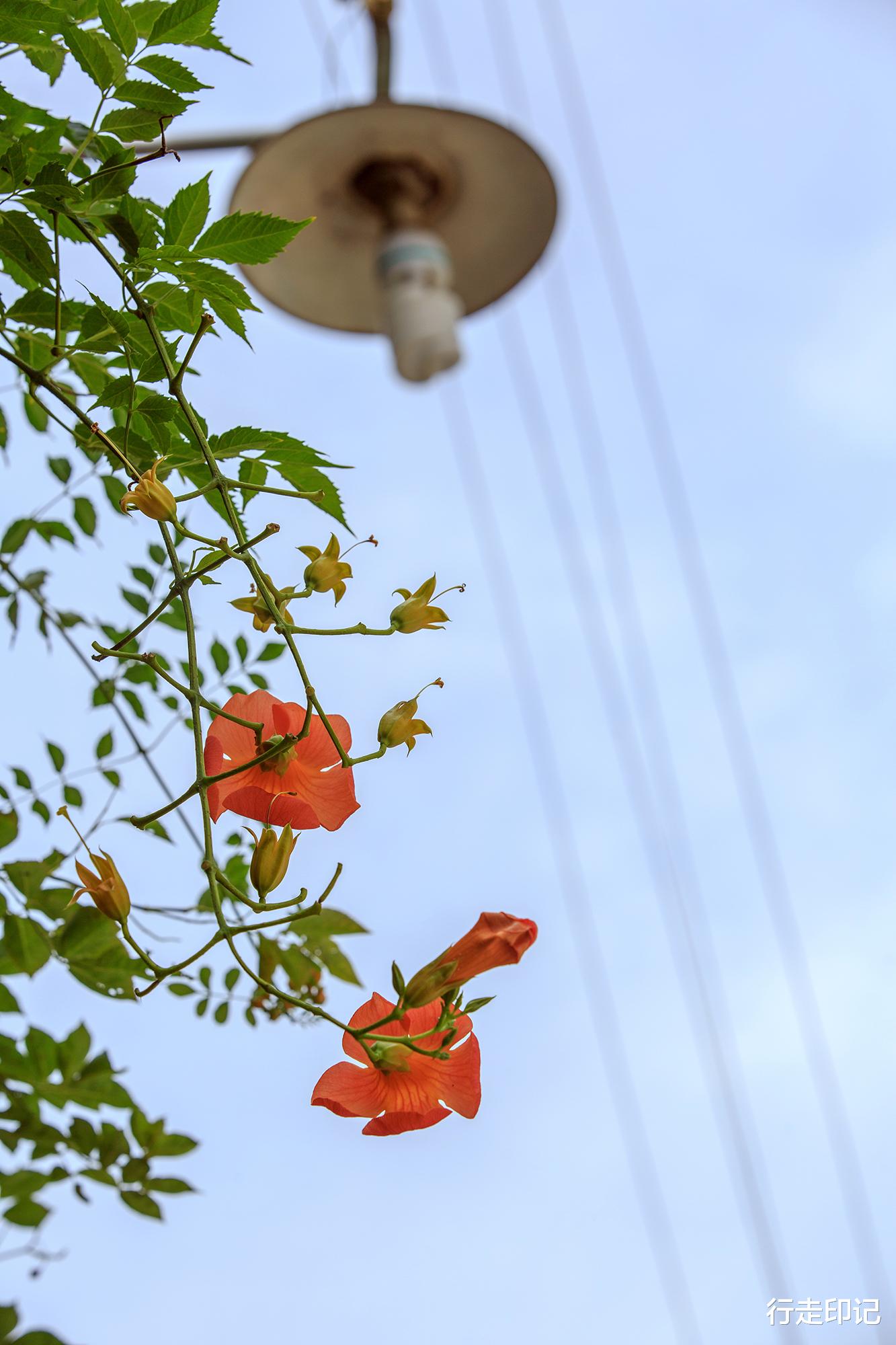 |太平老街的这片花海,足以承包你的夏天