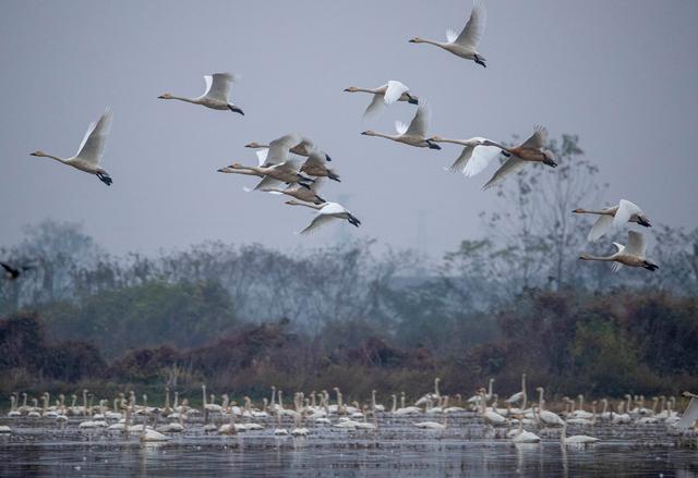 |东古湖,归去来兮